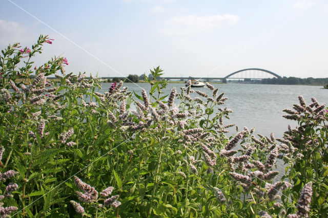 Horsemint (Mentha longifolia)