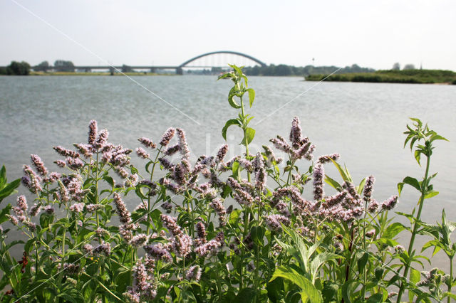 Hertsmunt (Mentha longifolia)