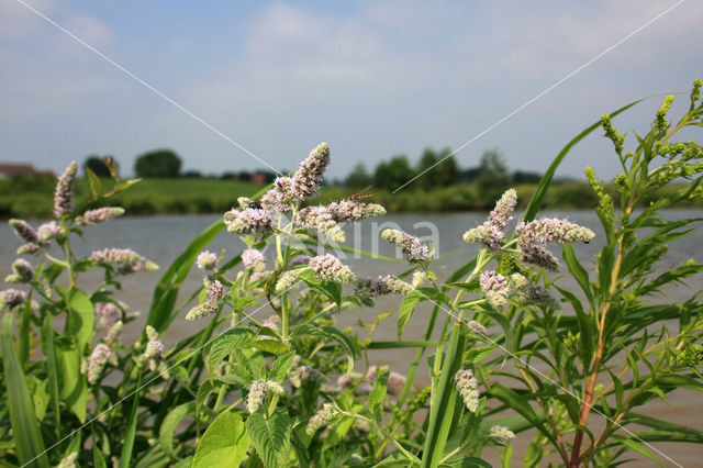 Horsemint (Mentha longifolia)