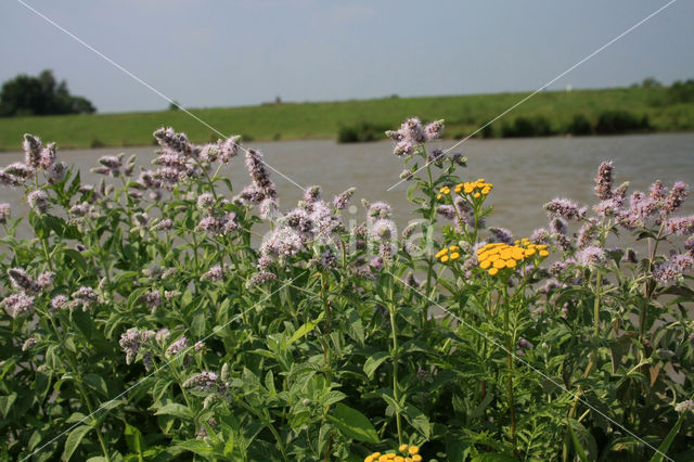 Hertsmunt (Mentha longifolia)