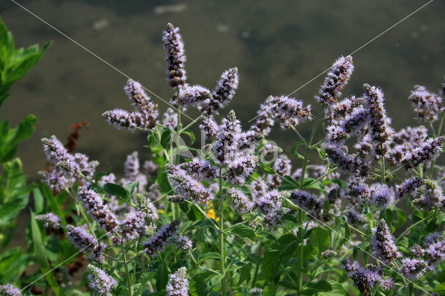 Hertsmunt (Mentha longifolia)