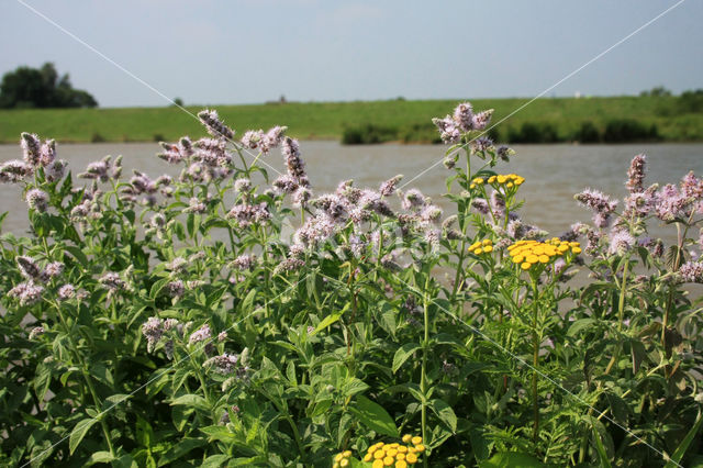 Horsemint (Mentha longifolia)