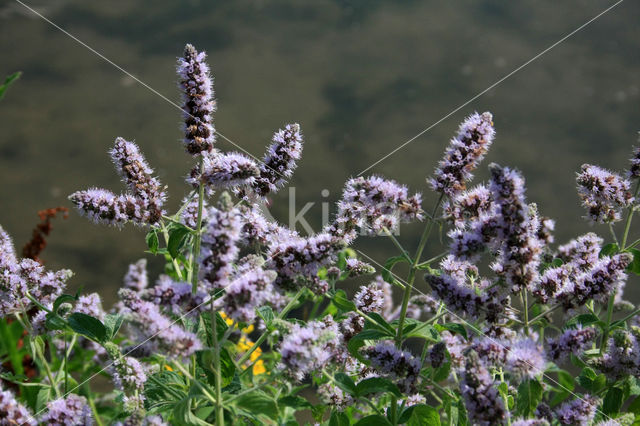 Horsemint (Mentha longifolia)