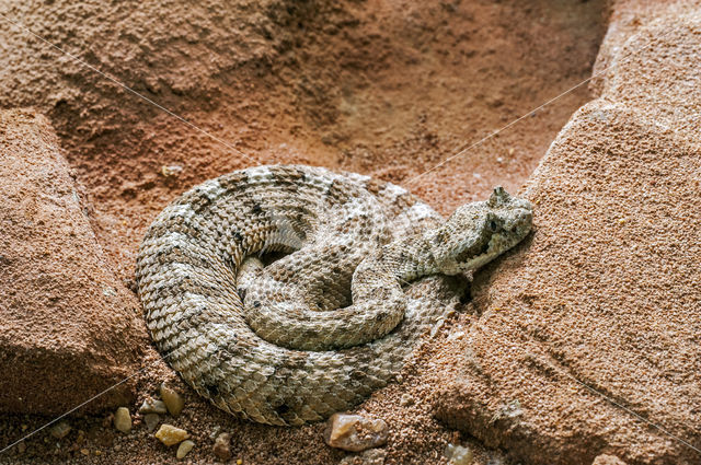 Sidewinder rattlesnake (Crotalus cerastes)