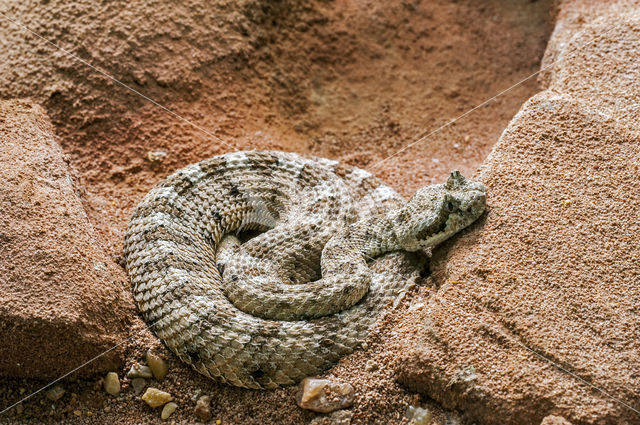 Hoornratelslang (Crotalus cerastes)