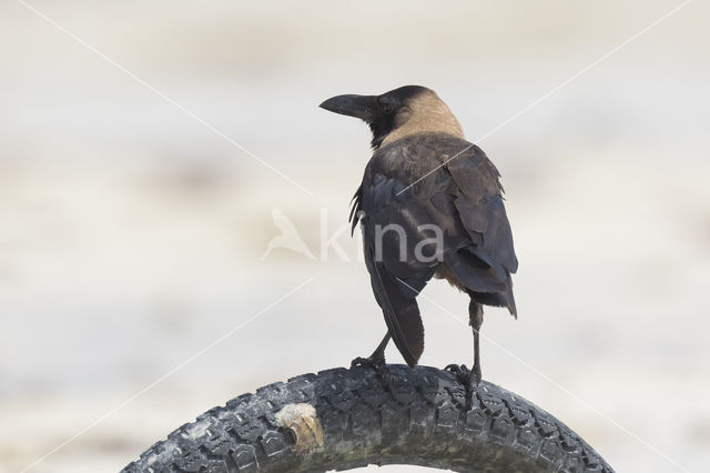 House Crow (Corvus splendens)