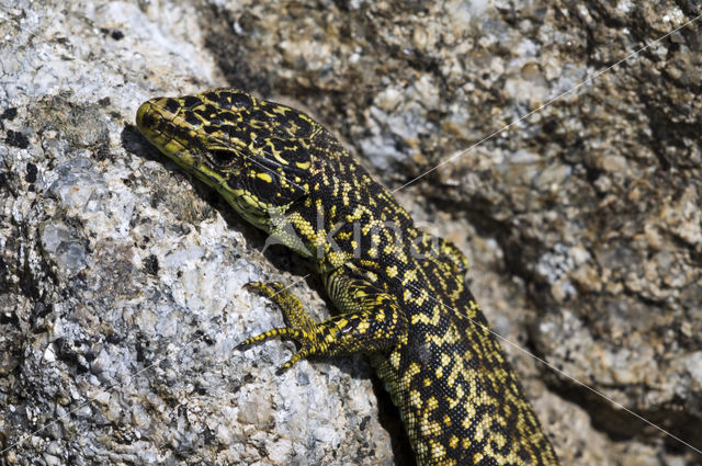 Iberolacerta cyreni