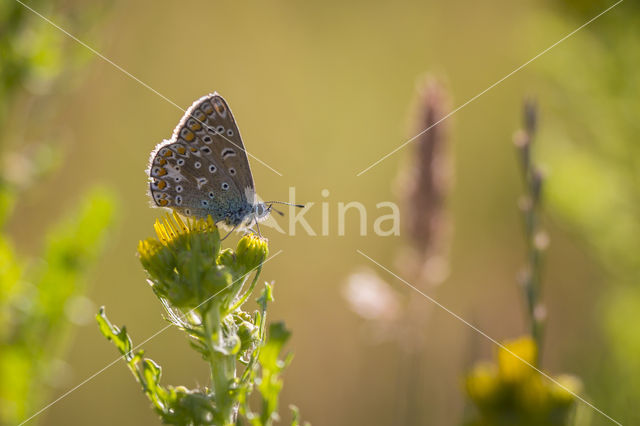 Common Blue (Polyommatus icarus)