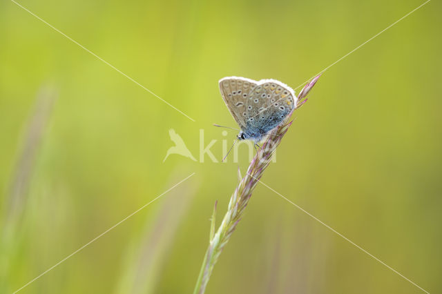 Common Blue (Polyommatus icarus)