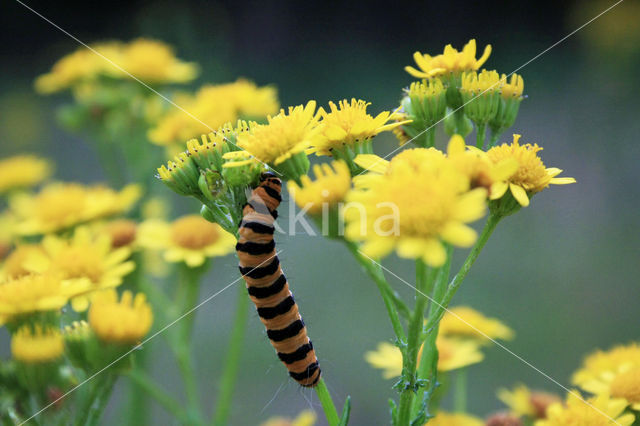 Jacobskruiskruid (Jacobaea vulgaris)