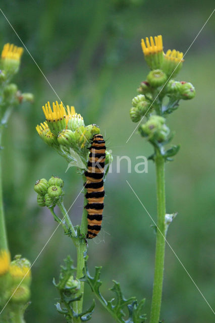 Jacobskruiskruid (Jacobaea vulgaris)