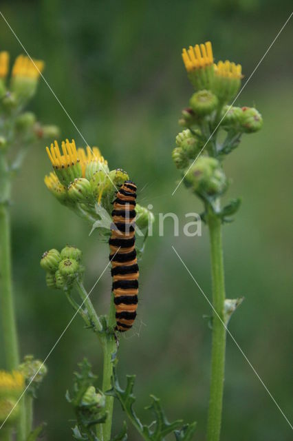 Jacobskruiskruid (Jacobaea vulgaris)