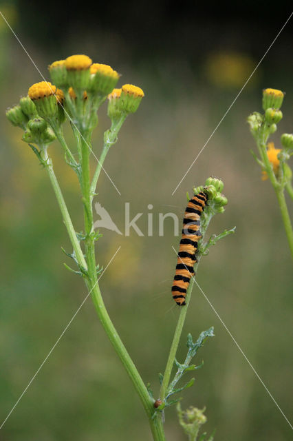 Jacobskruiskruid (Jacobaea vulgaris)