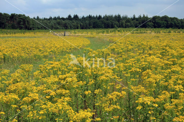 Jacobskruiskruid (Jacobaea vulgaris)