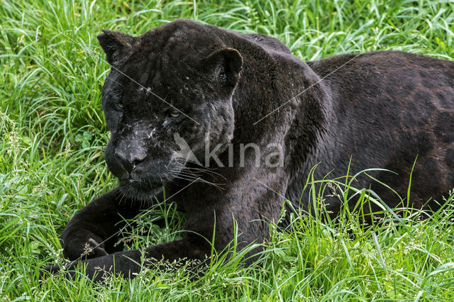 Jaguar (Panthera onca)