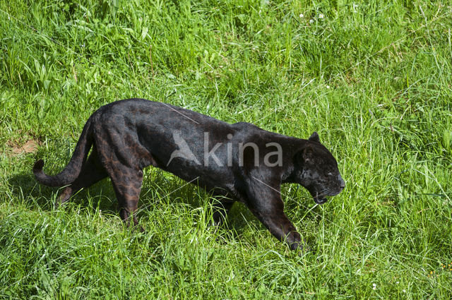 Jaguar (Panthera onca)