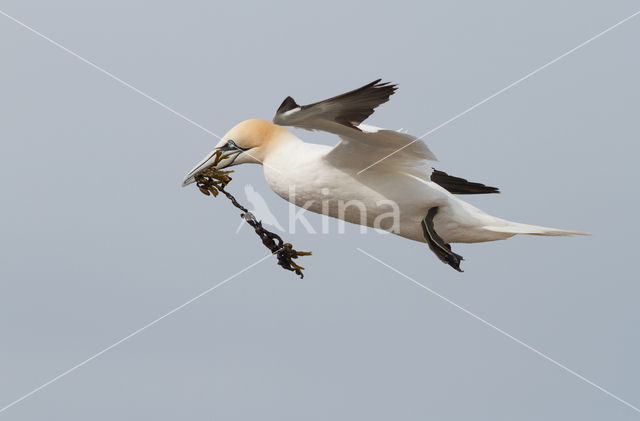 Northern Gannet (Morus bassanus)