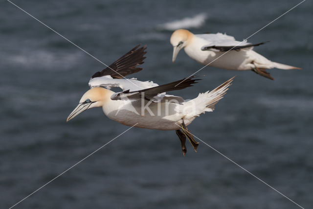 Northern Gannet (Morus bassanus)