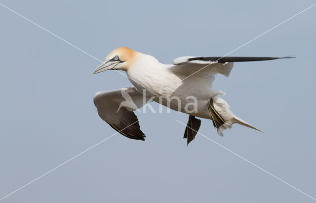 Northern Gannet (Morus bassanus)