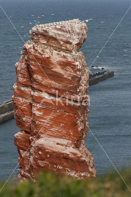 Northern Gannet (Morus bassanus)