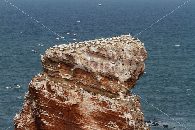 Northern Gannet (Morus bassanus)