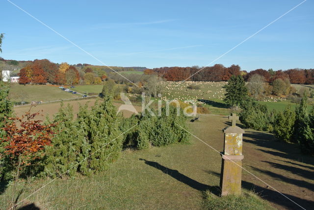 common juniper (Juniperus communis)