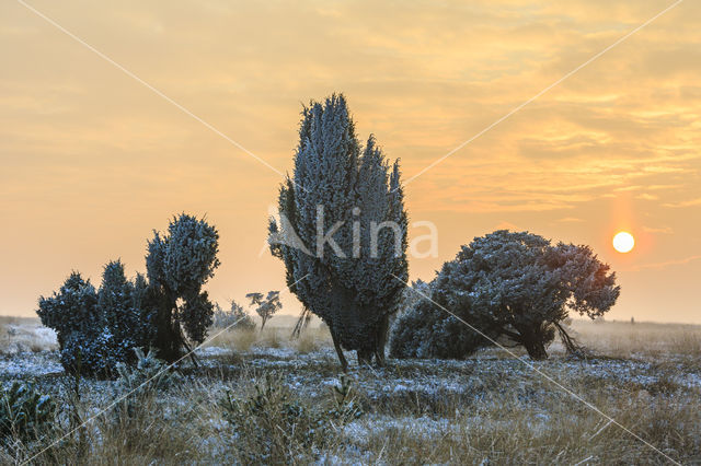 Jeneverbes (Juniperus communis)