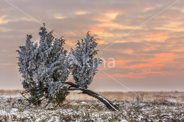 common juniper (Juniperus communis)