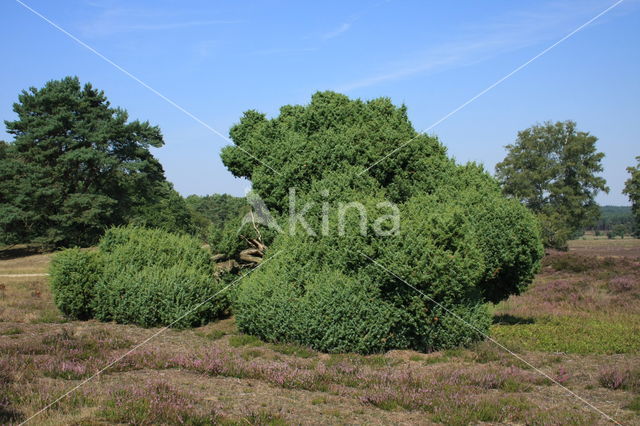 Jeneverbes (Juniperus communis)