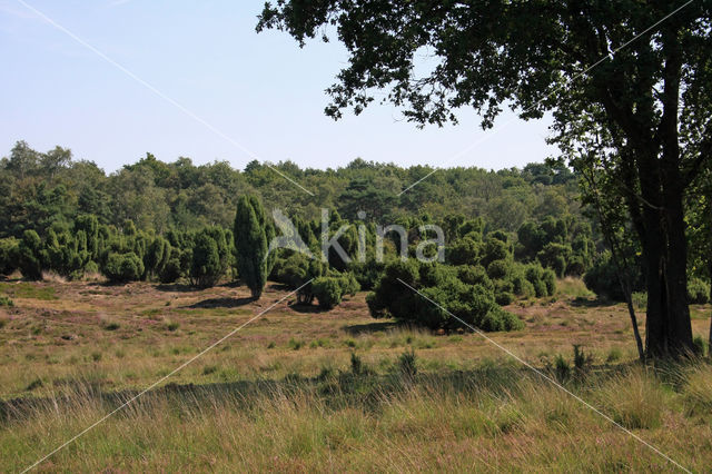 Jeneverbes (Juniperus communis)