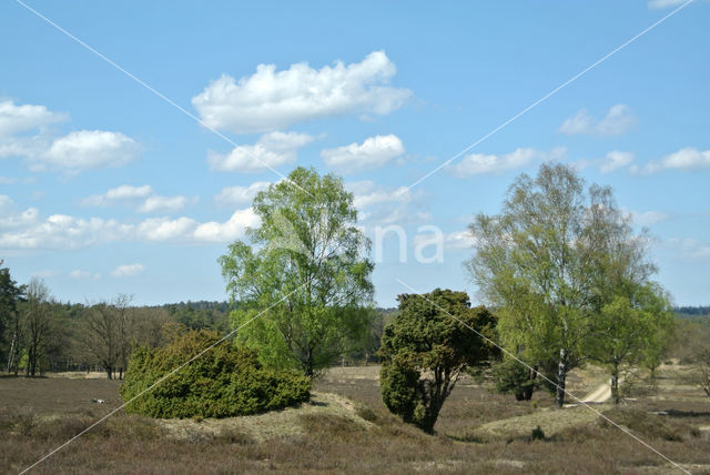 common juniper (Juniperus communis)