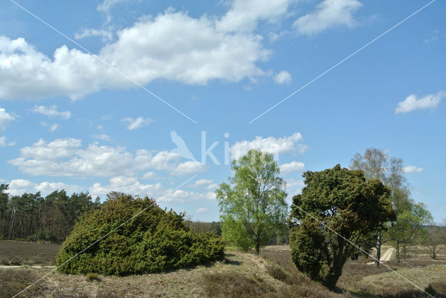 common juniper (Juniperus communis)