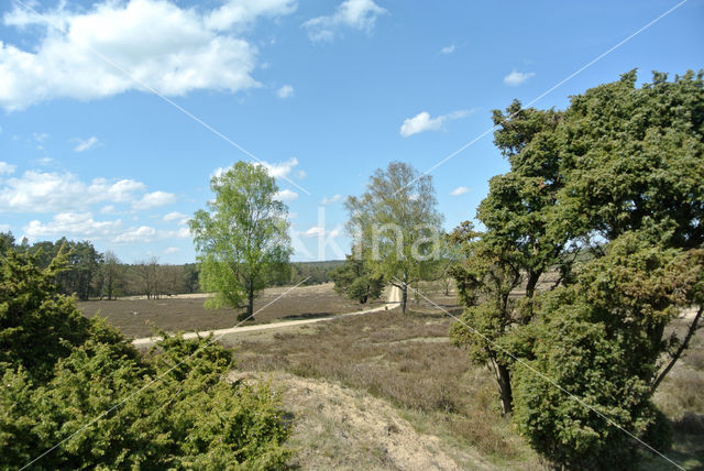 common juniper (Juniperus communis)