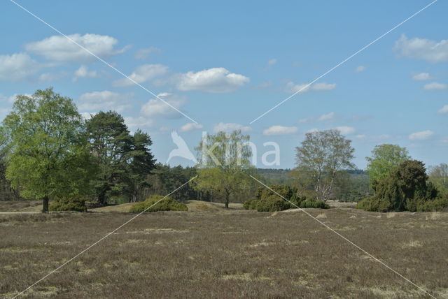 common juniper (Juniperus communis)