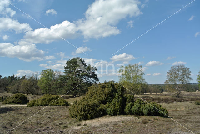 common juniper (Juniperus communis)