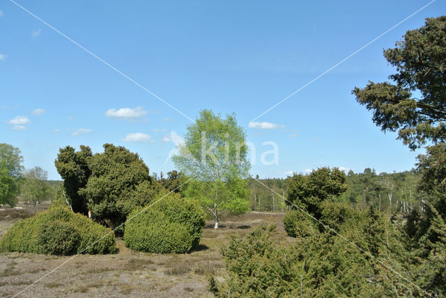 common juniper (Juniperus communis)