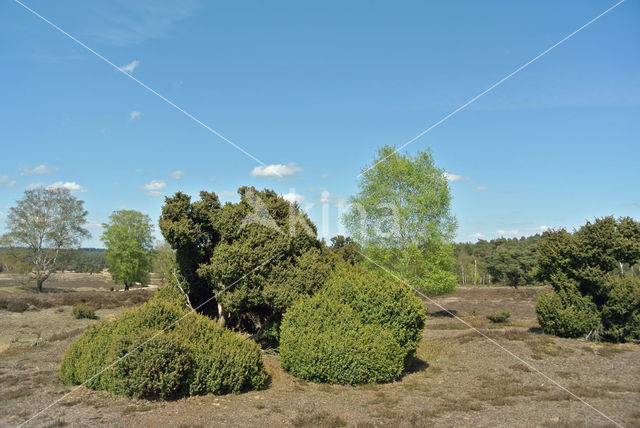 common juniper (Juniperus communis)