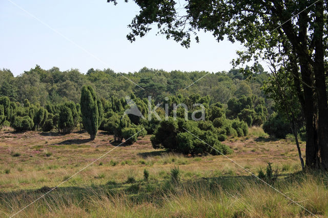 common juniper (Juniperus communis)