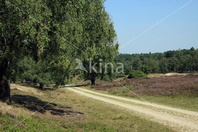 common juniper (Juniperus communis)