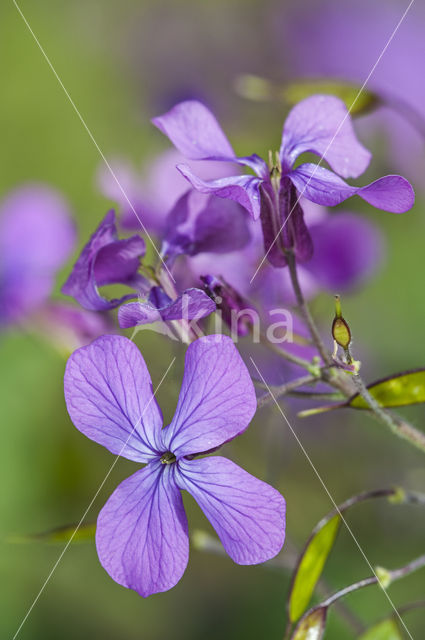 Honesty (Lunaria annua)