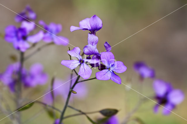 Honesty (Lunaria annua)