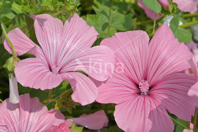 Mallow (Malva spec)