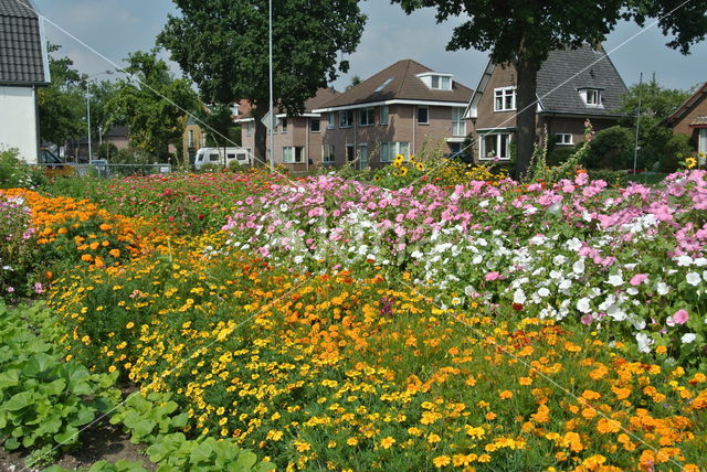 Mallow (Malva spec)