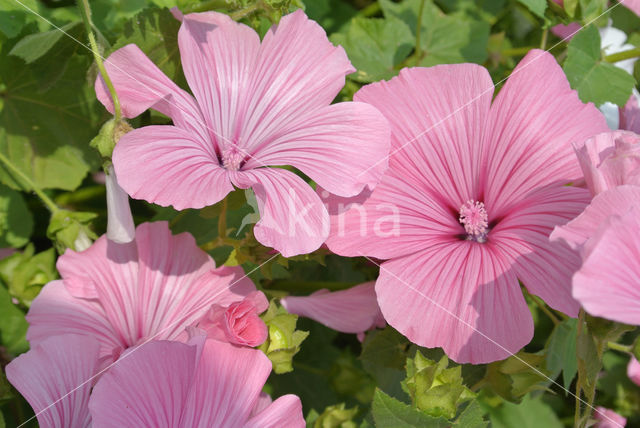 Mallow (Malva spec)