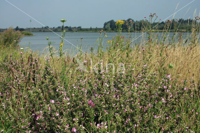 Common & Spiny Restharrow (Ononis repens)