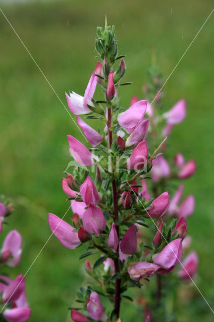 Common & Spiny Restharrow (Ononis repens)