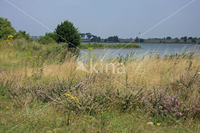 Common & Spiny Restharrow (Ononis repens)