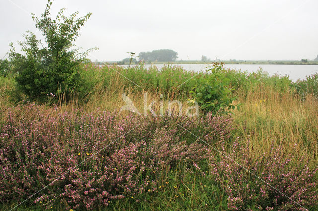 Common & Spiny Restharrow (Ononis repens)