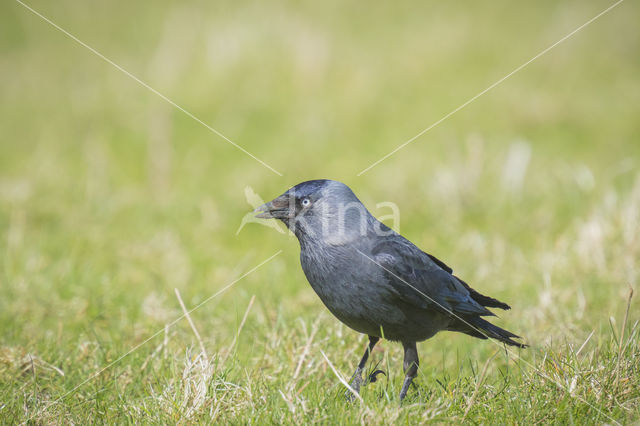 Eurasian Jackdaw (Corvus monedula)