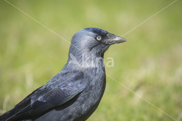 Eurasian Jackdaw (Corvus monedula)